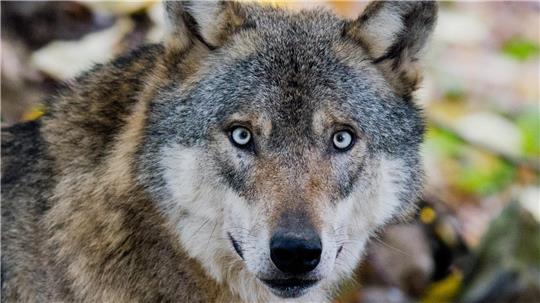 Im nördlichen Landkreis Cuxhaven häufen sich Wolfsrisse bei Nutztieren. Das Land Niedersachsen fordert daher vom Bund rechtliche Grundlagen für gezielte Entnahmen.