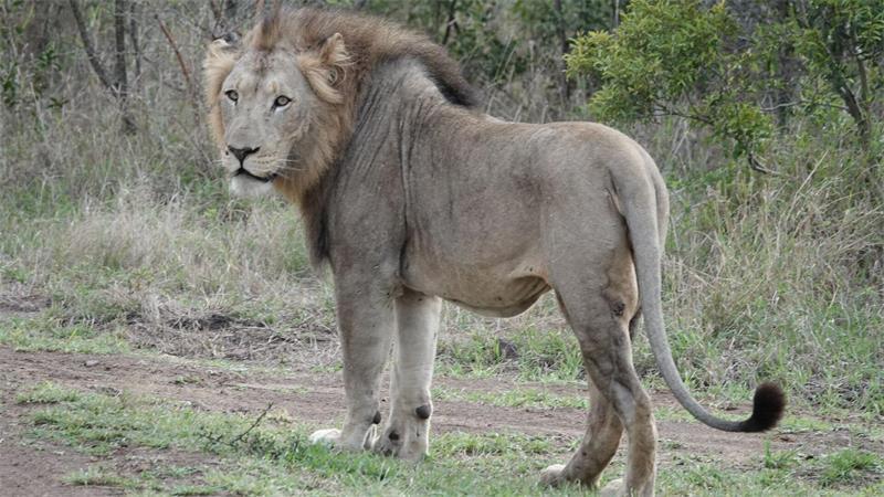 Im ostafrikanischen Tansania sowie in anderen Ländern Afrikas kommt es immer wieder zu Konflikten zwischen Wildtieren und Menschen. (Archivbild)