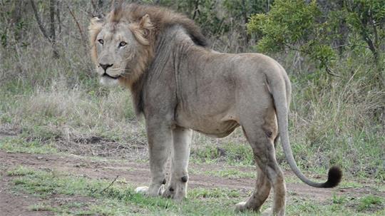 Im ostafrikanischen Tansania sowie in anderen Ländern Afrikas kommt es immer wieder zu Konflikten zwischen Wildtieren und Menschen. (Archivbild)