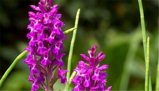 Im schönsten Violett: Breitblättriges Knabenkraut.