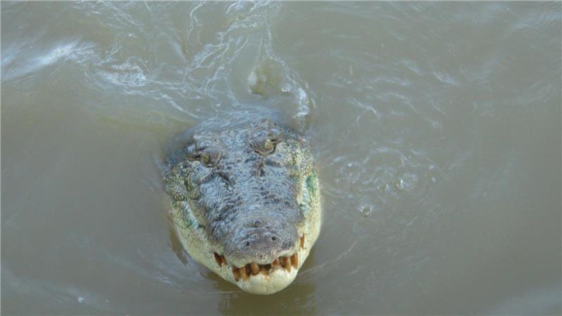 Teenager überlebt Krokodil-Angriff in Australien Im tropischen Norden von Australien wimmelt es von Salzwasserkrokodilen. (Archivbild)