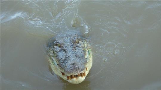 Teenager überlebt Krokodil-Angriff in Australien Im tropischen Norden von Australien wimmelt es von Salzwasserkrokodilen. (Archivbild)