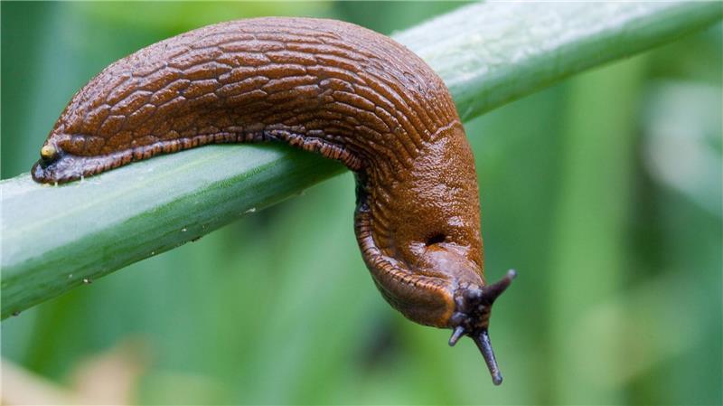 Darum hat die „Superschnecke“ im Landkreis derzeit keine Chance Im vergangenen Jahr dominierte sie viele Diskussionen auf Gartenplattformen: Arion vulgaris. (Archivbild)