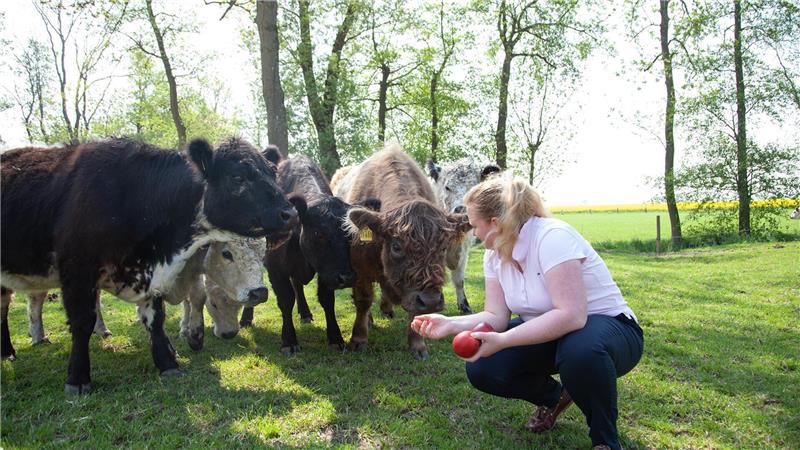 Im vergangenen Jahr haben sich Hjördis und Henning Plate zur eigenen Galloway-Zucht noch einen Obsthof gekauft. Für die Fleischrinder sind die Äpfel und Birnen ein Lockmittel und eine knackige Leckerei. Foto: Heike Leuschner