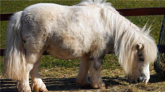 Im vergangenen Jahr hat das Veterinäramt im Kreis Stade drei Ponys gerettet. Anders als das hier abgebildete Tier hatten sie bei ihrer Besitzerin kaum Tageslicht gesehen (Symbolbild).