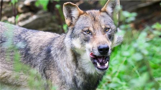 Im vergangenen Jahr sind in Niedersachsen weniger Nutztiere von Wölfen gerissen worden. (Archivbild)