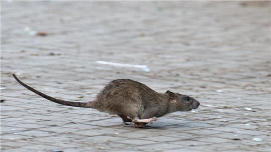 Im vergangenen Jahr wurden deutlich mehr Ratten in Bremerhaven gemeldet.