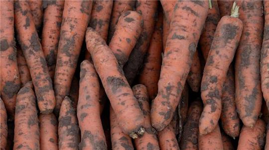 Im vergangenen Jahr wurden in Deutschland 3,9 Millionen Tonnen Gemüse geerntet.