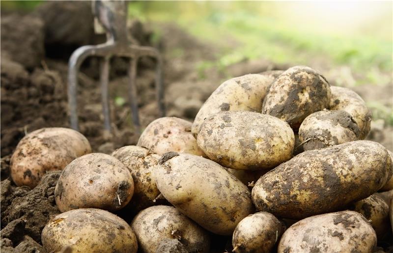 Preisanstieg bei Kartoffeln: Deshalb wird das Grundnahrungsmittel teurer Im vergangenen Jahr wurden in Deutschland und Europa weniger Kartoffeln geerntet. Foto: Rangizzz/Dreamstime.com