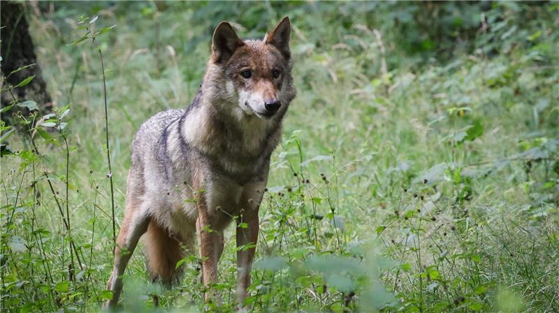 Im vergangenen Jahr wurden in Schleswig-Holstein Dutzende Schafe von Wölfen gerissen (Archivbild).