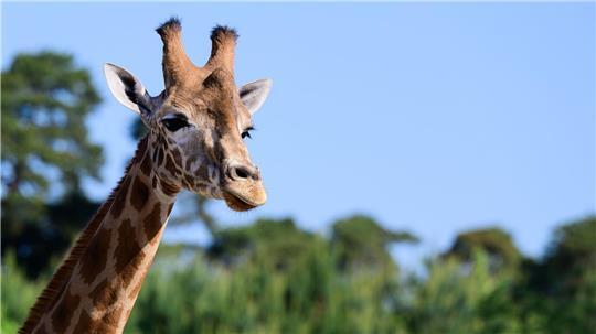 Im weitläufigen Zoo im niedersächsischen Hodenhagen leben drei Giraffenarten getrennt voneinander. Das ist nach Angaben des Serengeti-Parks einmalig.
