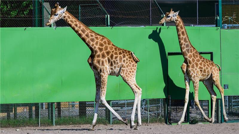 Einzigartig: Drei Giraffenarten in Serengeti Im weitläufigen Zoo im niedersächsischen Hodenhagen leben drei Giraffenarten getrennt voneinander. Das ist nach Angaben des Serengeti-Parks einmalig.