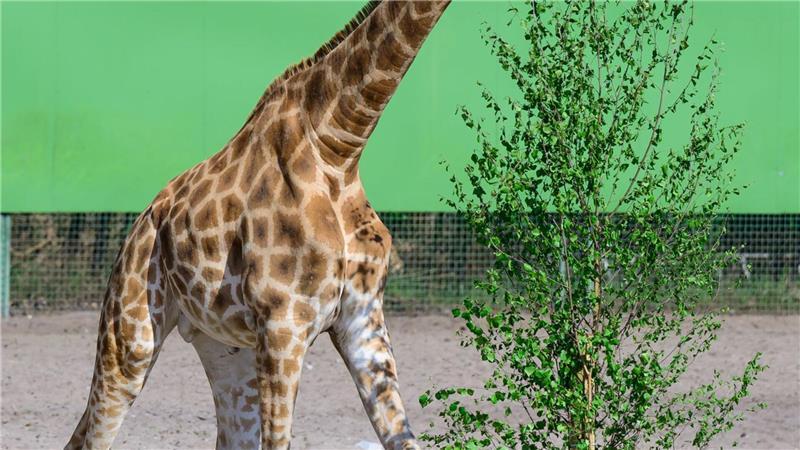 Einzigartig: Drei Giraffenarten in Serengeti Im weitläufigen Zoo im niedersächsischen Hodenhagen leben drei Giraffenarten getrennt voneinander. Das ist nach Angaben des Serengeti-Parks einmalig.