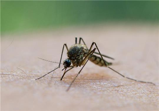 Immer mehr Stechmücken in Deutschland sollen das West-Nil-Virus in sich tragen. Foto: dpa