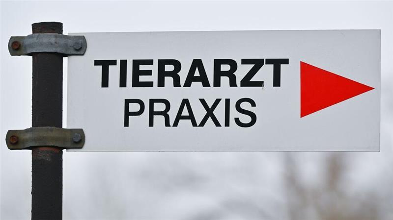 Tierärzte gesucht – Niedersachsen will Tempo bei Anerkennungspraxis Immer mehr Tierarztpraxen im ländlichen Raum schließen, der Bedarf an Veterinären ist gerade dort aber groß. (Archivbild)