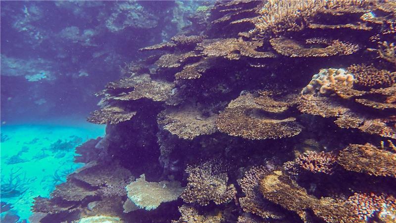 Riff am Limit: Great Barrier Reef verliert massiv Korallen Immer neue Korallenbleichen setzen dem Naturwunder schwer zu.