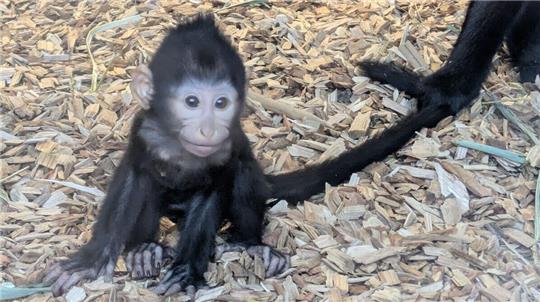 Immer öfter löst sich das Schopfmangaben-Baby im Wingster Waldzoo von der Mama.