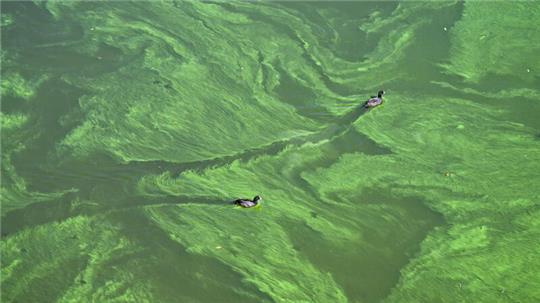 Immer wieder gibt es in den Sommermonaten große Probleme mit Blaualgen im Vörder See (Symbolbild).