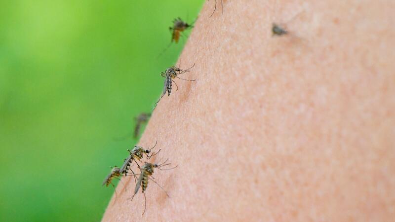 Immer wieder heißt es, Stechmücken würden süßes Blut mögen - stimmt das?