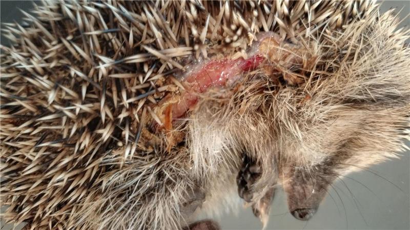 Immer wieder im Frühjahr werden Mähroboter zur tödlichen Falle für Igel. (Foto-Archiv).