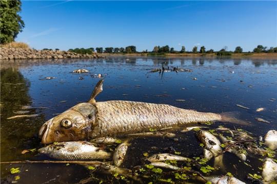 Immer wieder kommt es in deutschen Flüssen zu Fischsterben, hier schwimmen ein verendeter Döbel und andere tote Fische schwimmen in der Oder bei Brieskow-Finkenheerd. Foto: Frank Hammerschmidt/dpa (Symbolbild)