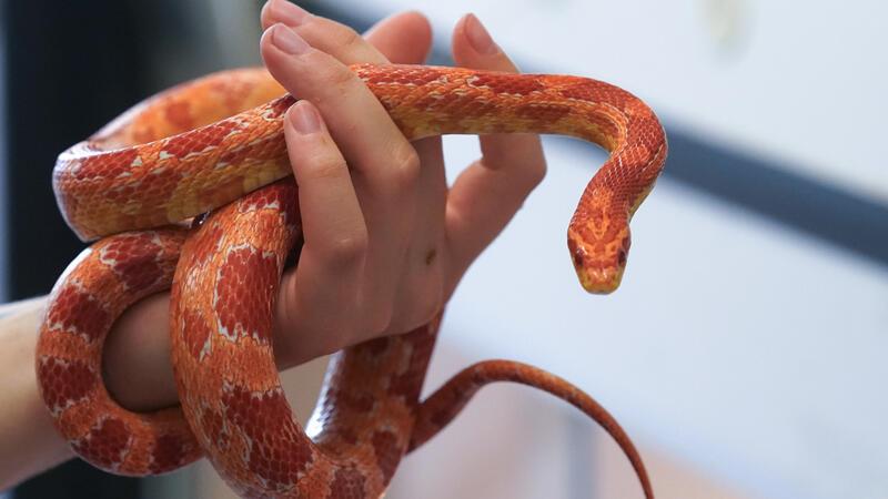 Immer wieder landen Reptilien im Tierheim, weil die Besitzer mit der Haltung überfordert sind. Tierschützer appellieren deshalb an private Tierhalter, keine Schlangen zu halten (Symbolbild).