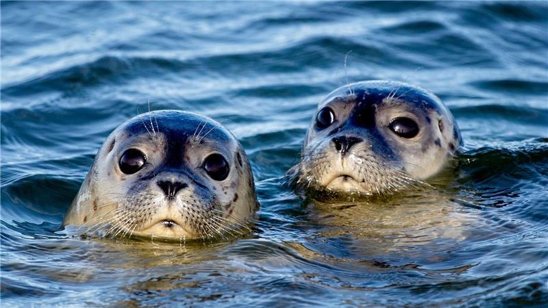 Immer wieder muss das Team des Schwanenwesens auch Seehunde retten. (Symbolbild)