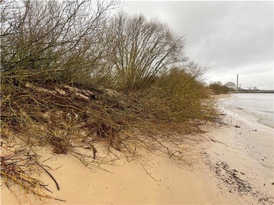 Immer wieder nagt die Elbe (nicht nur bei Sturmfluten) am Strand in Bassenfleth und spült die Wurzeln der Weiden frei und den Sand weg. Foto: Vasel