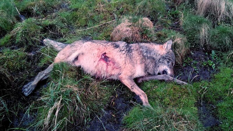 Immer wieder werden Wölfe illegal erschossen. Die Tötung der streng geschützten Tiere ist verboten.