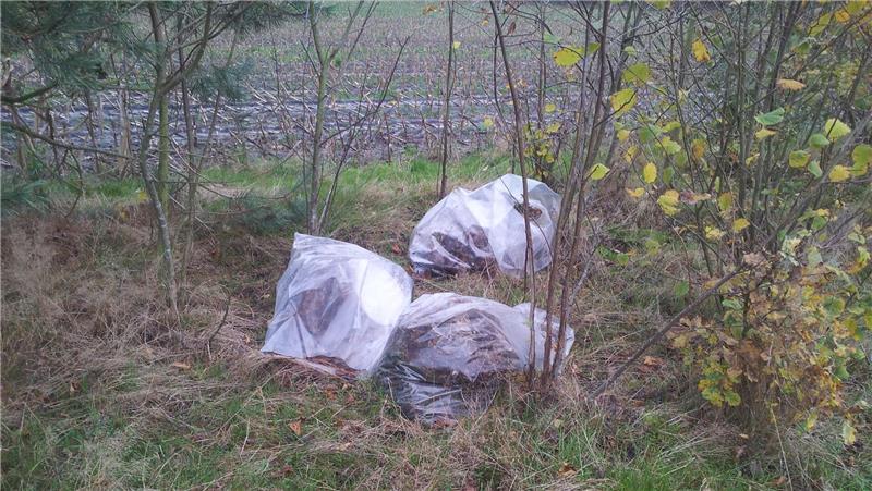 Immer wieder wird Grünabfall auch in Plastiksäcken in der Natur entsorgt.