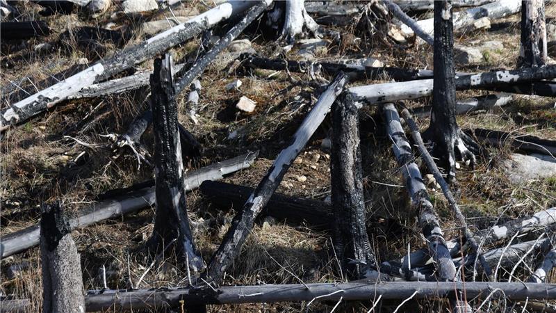 Immer wieder wüten im Harz Waldbrände, deren Bekämpfung herausfordernd ist.