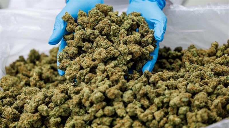 Importe von Medizinal-Cannabis steigen stark. (Archivbild)