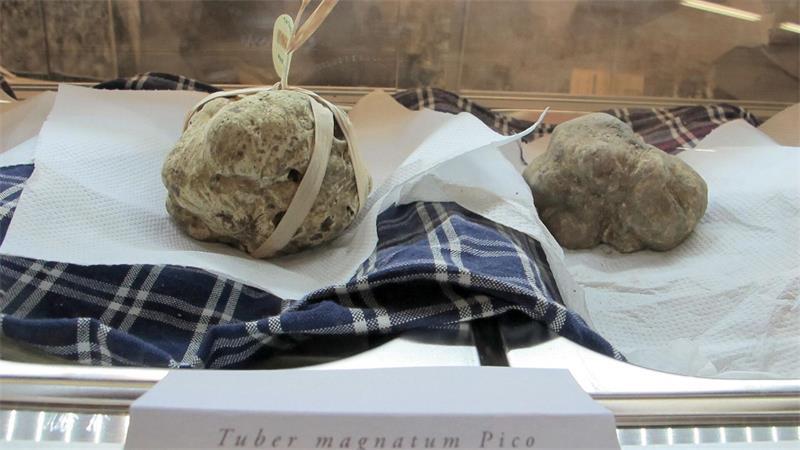 Hitze und Dürre: Wird der kostbare weiße Trüffel knapp? In Alba beginnt die traditionelle Trüffelmesse. (Archivbild)
