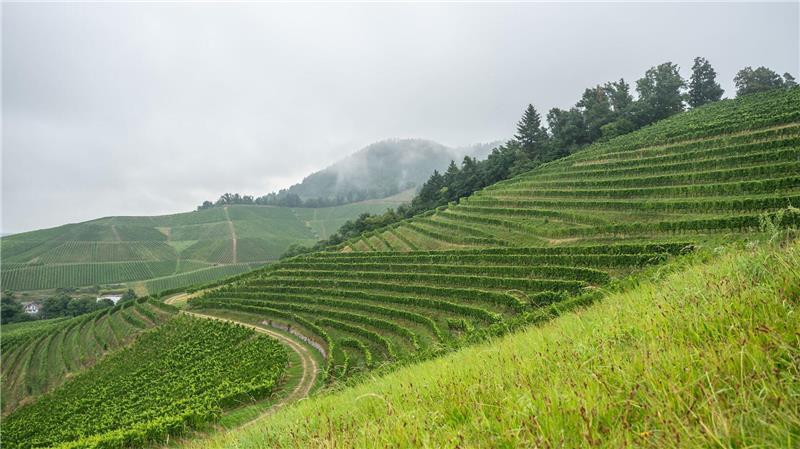 In Baden-Württemberg registrierte der DWD die größten Regenmengen. (Symbolbild)