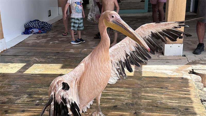 Strandgast mit Kultstatus: Libanons liebster Pelikan In Batrun kennt jeden den zutraulichen Pelikan.