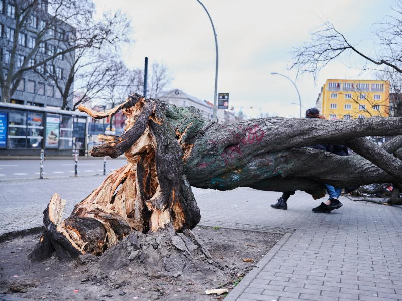 In Berlin-Friedrichshain hat der Orkan einen Straßenbaum umgeknickt. Foto: Annette Riedl/dpa