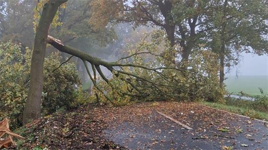 In Beverstedt (Kreis Cuxhaven) kam ein Lkw von L128 ab und krachte gegen einen Baum.
