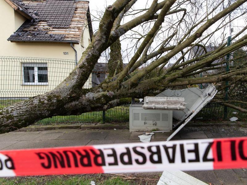 In Bielefeld hat ein umgestürzter Baum einen Stromkasten zerstört. Foto: Friso Gentsch/dpa