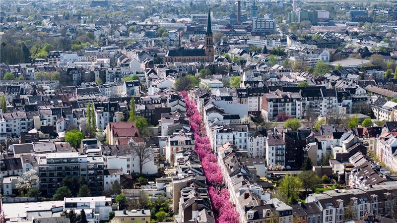 In Bonn leuchtet die Kirschblüte.