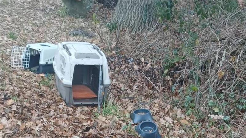 Pedelec-Fahrerin verletzt sich auf B74 schwer – Polizei sucht Mann In Bothel wurden Katzen ausgesucht. Die Polizei bittet um Hinweise.