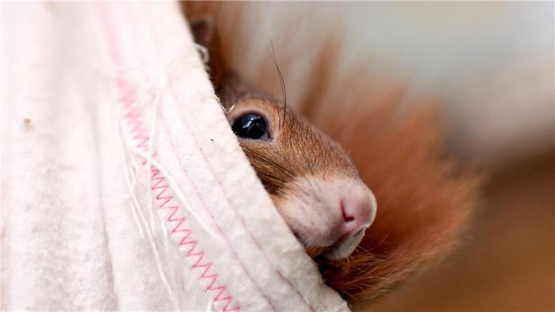 In Braunschweig hat sich ein Eichhörnchen verklettert und musste von der Feuerwehr befreit werden. (Symbolbild)