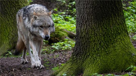 In Bremen war im Oktober ein Wolf gesichtet worden. (Symbolbild)