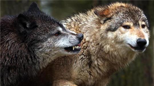 In Bremen wurden mehrere tote Schafe gefunden. Nun gilt es herauszufinden, ob ein Wolf dafür verantwortlich war.