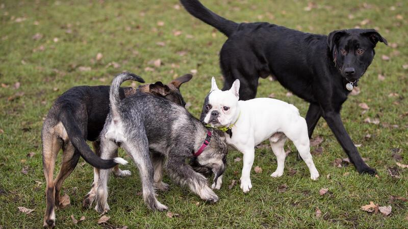 Hunde toben auf einer Hundewiese an der Alster. In Hamburg sind mittlerweile mehr als 111 000 Hunde registriert.