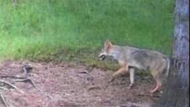 In Byhusen wurde ein Wolf von einer Wildkamera aufgenommen.