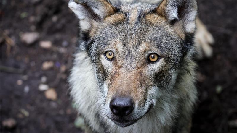 Toter Wolf treibt in Fluss – Schwerer Verdacht In Celle trieb eine ausgewachsene tote Wölfin in der Aller - vermutlich durch einen Schuss getötet. (Symbolbild)