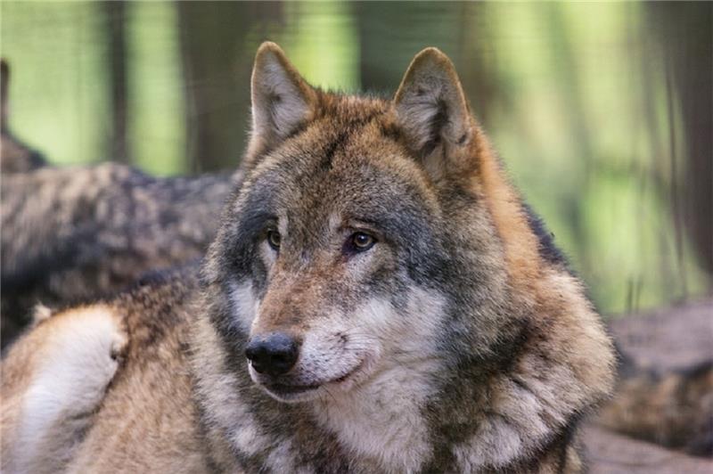 In Deutschland gibt es wieder über 1000 Wölfe. Ihre Ausbreitung sorgte gerade im ländlichen Raum für Konflikte. Foto dpa