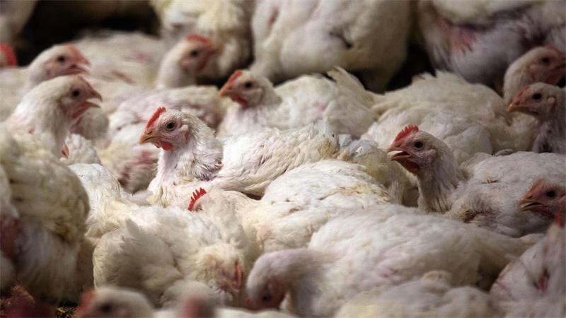 In Deutschland ist der Konsum von Geflügelfleisch in den vergangenen Jahren deutlich gestiegen. (Archivbild)