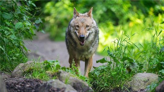 In Deutschland sind 209 Wolfsrudel nachgewiesen. (Archivbild)