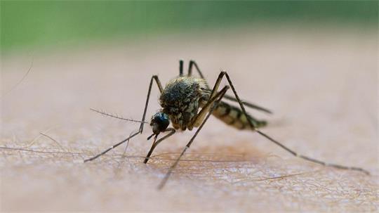 In Deutschland wird das Virus vor allem durch heimische Culex-Mücken übertragen. (Symbolbild) 
